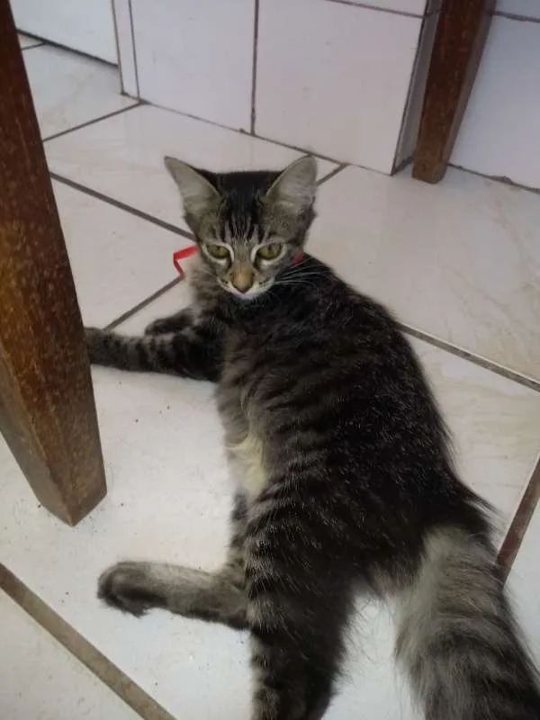 Gato raça SRD idade 2 a 6 meses nome gatos