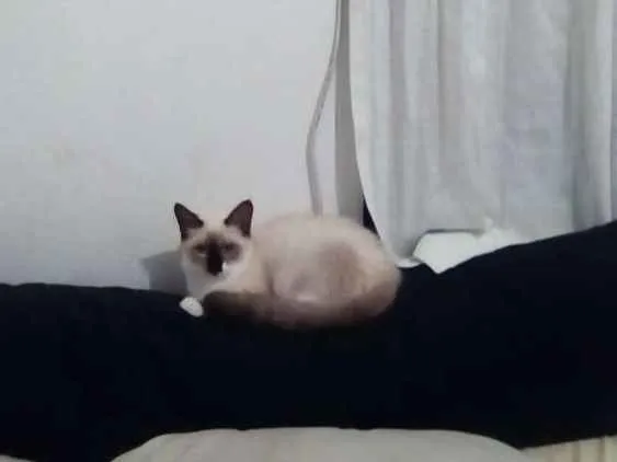 Gato raça Gato  idade 2 anos nome Nina