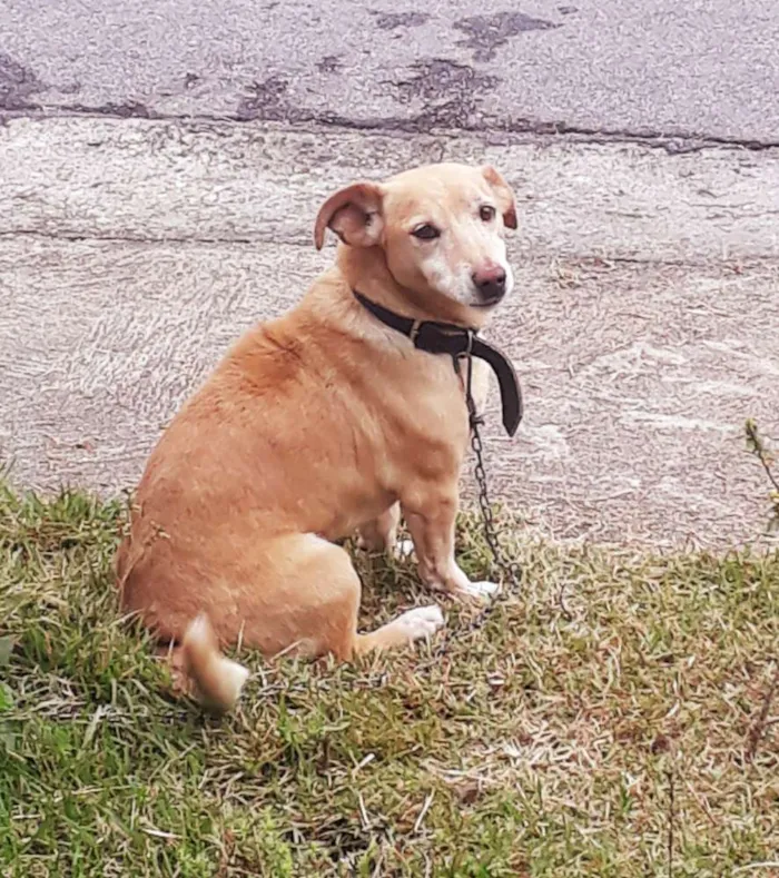 Cachorro ra a Vira lata idade 6 ou mais anos nome Bob