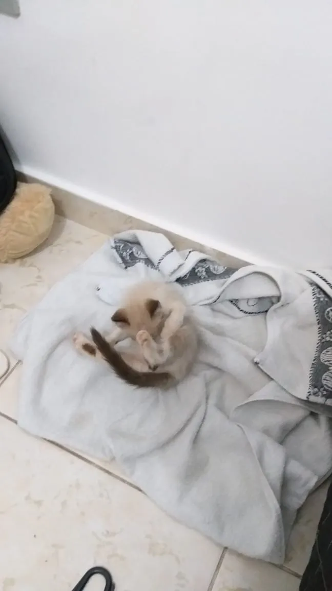 Gato raça vira lata idade Abaixo de 2 meses nome sem nome
