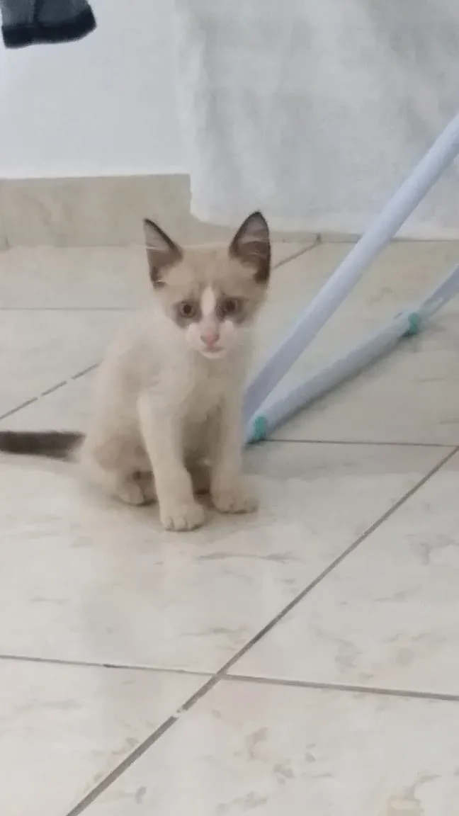 Gato raça vira lata idade Abaixo de 2 meses nome sem nome
