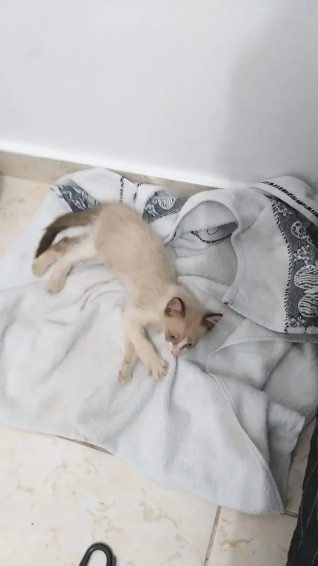 Gato raça vira lata idade Abaixo de 2 meses nome sem nome