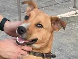 Cachorro raça SRD idade 7 a 11 meses nome Sem nome