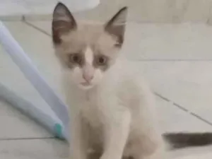 Gato raça vira lata idade Abaixo de 2 meses nome sem nome