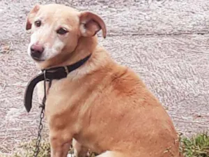 Cachorro raça Vira lata idade 6 ou mais anos nome Bob