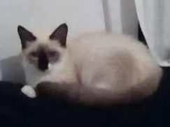 Gato raça Gato  idade 2 anos nome Nina