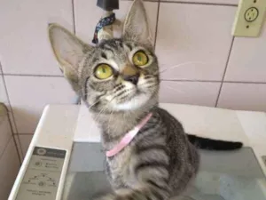 Gato raça srd idade 2 a 6 meses nome gatos