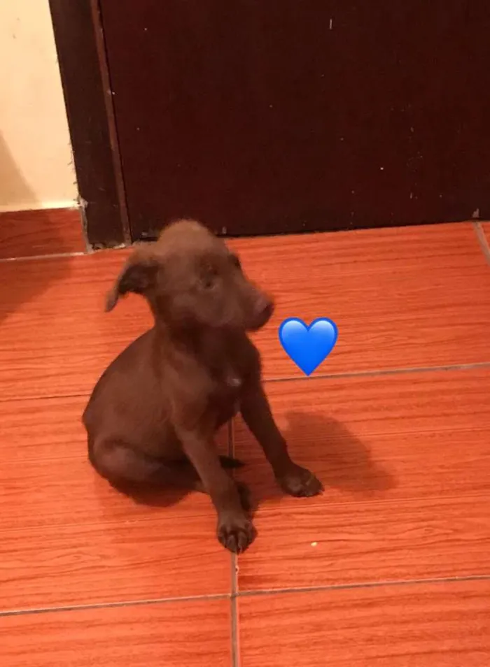Cachorro ra a Mestico idade Abaixo de 2 meses nome Todinho e blade