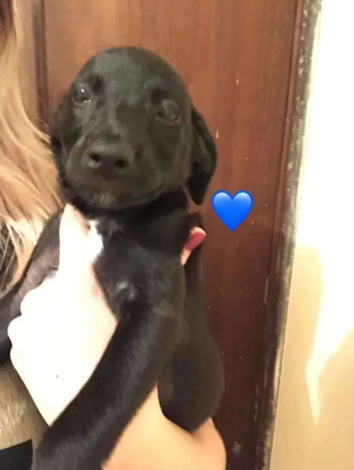 Cachorro ra a Mestico idade Abaixo de 2 meses nome Todinho e blade
