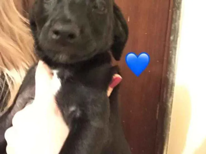Cachorro ra a Mestico idade Abaixo de 2 meses nome Todinho e blade