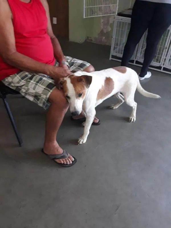 Cachorro ra a Vira-lata idade 6 ou mais anos nome Tony Stark