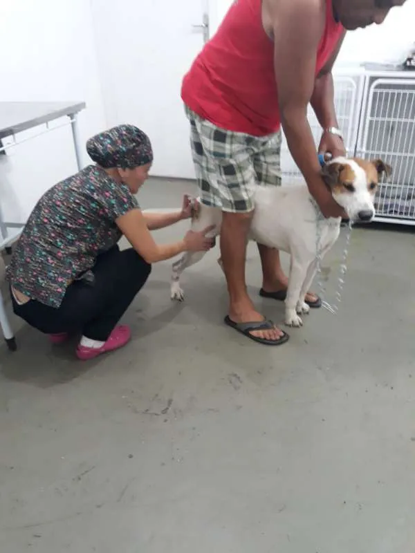 Cachorro ra a Vira-lata idade 6 ou mais anos nome Tony Stark