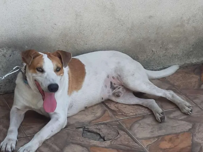 Cachorro ra a Vira-lata idade 6 ou mais anos nome Tony Stark