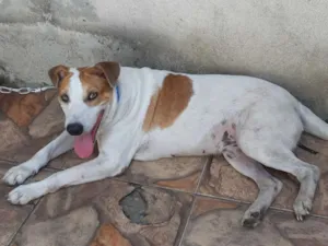 Cachorro raça Vira-lata idade 6 ou mais anos nome Tony Stark