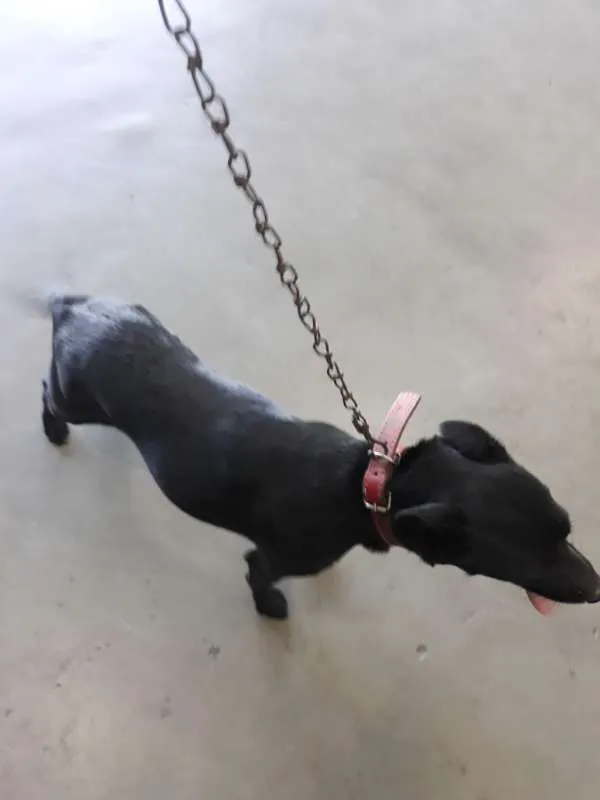 Cachorro ra a Vira-lata idade 6 ou mais anos nome Pretinha