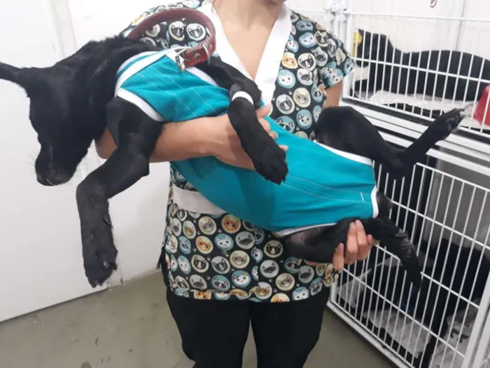Cachorro ra a Vira-lata idade 6 ou mais anos nome Pretinha