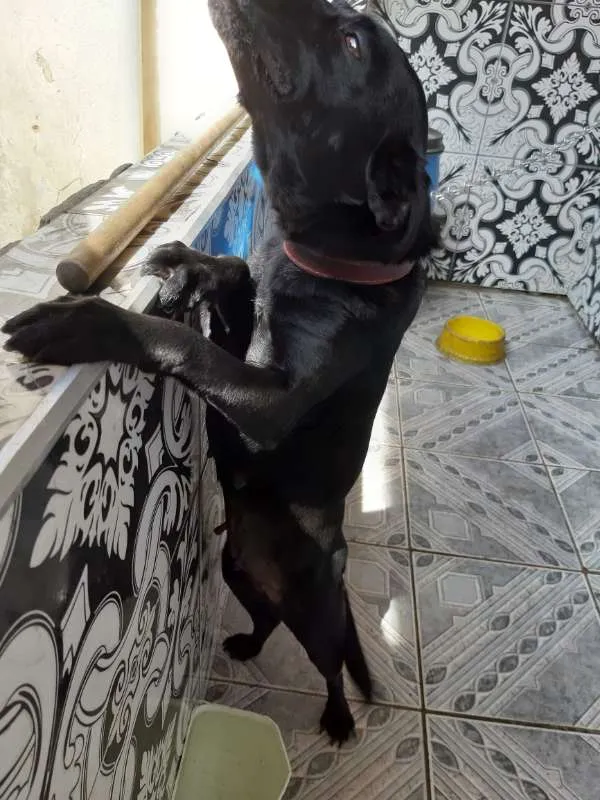 Cachorro ra a Vira-lata idade 6 ou mais anos nome Pretinha