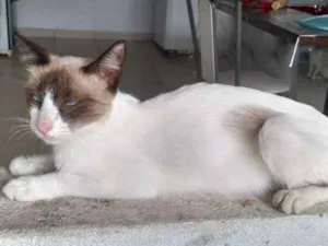 Gato raça Nenhuma idade 1 ano nome Sofia