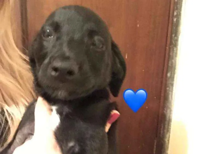 Cachorro ra a Mestico idade Abaixo de 2 meses nome Todinho e blade