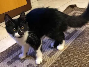 Gato raça SRD idade 2 a 6 meses nome Sem nome