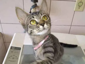 Gato raça srd idade 2 a 6 meses nome gato