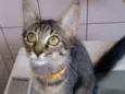 gatos