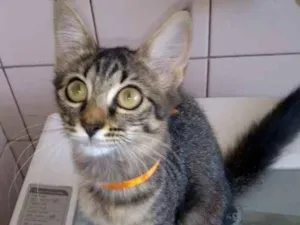 Gato raça SRD idade 2 a 6 meses nome gatos
