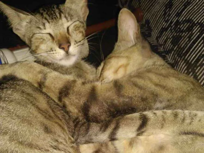 Gato ra a Desconhecida idade Abaixo de 2 meses nome Madu/polenta