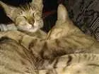 Gato raça Desconhecida idade Abaixo de 2 meses nome Madu/polenta