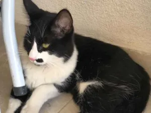 Gato raça SRD idade 1 ano nome Desconhecido