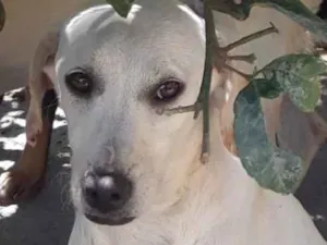 Cachorro raça Srd idade 7 a 11 meses nome Juju