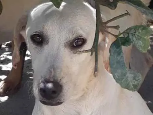Cachorro ra a Srd idade 7 a 11 meses nome Juju