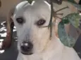 Juju