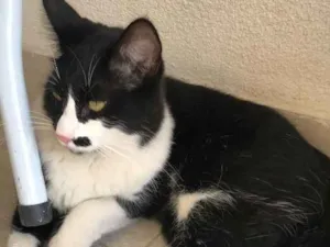 Gato raça SRD idade 1 ano nome Desconhecido