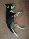 Clô
