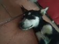 Clô