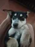Clô