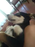 Clô