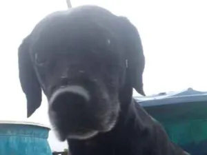 Cachorro raça Labrador idade 5 anos nome Preta