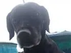 Cachorro raça Labrador idade 5 anos nome Preta