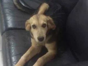 Cachorro raça Pastor  idade 2 a 6 meses nome Frida