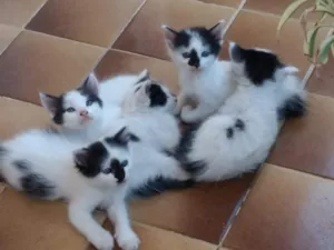 Gato raça Srd idade 2 a 6 meses nome Sem nome