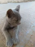 Kristal