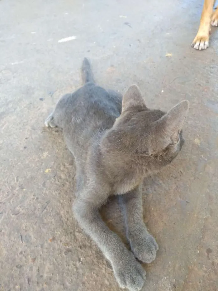 Gato raça Vira-lata idade 2 a 6 meses nome Kristal
