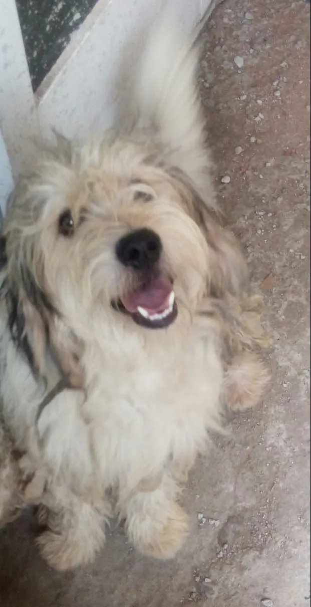 Cachorro ra a Srd idade 2 anos nome Isabela e canjica he