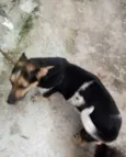 Isabela e canjica he