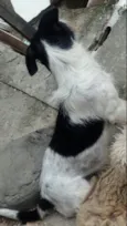 Isabela e canjica he