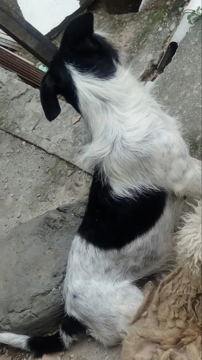 Cachorro ra a Srd idade 2 anos nome Isabela e canjica he