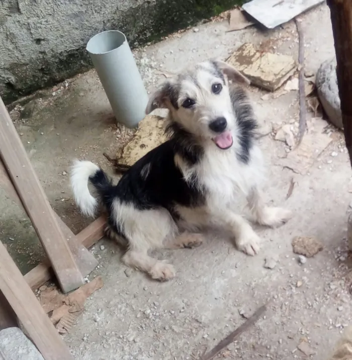 Cachorro ra a Srd idade 2 anos nome Isabela e canjica he