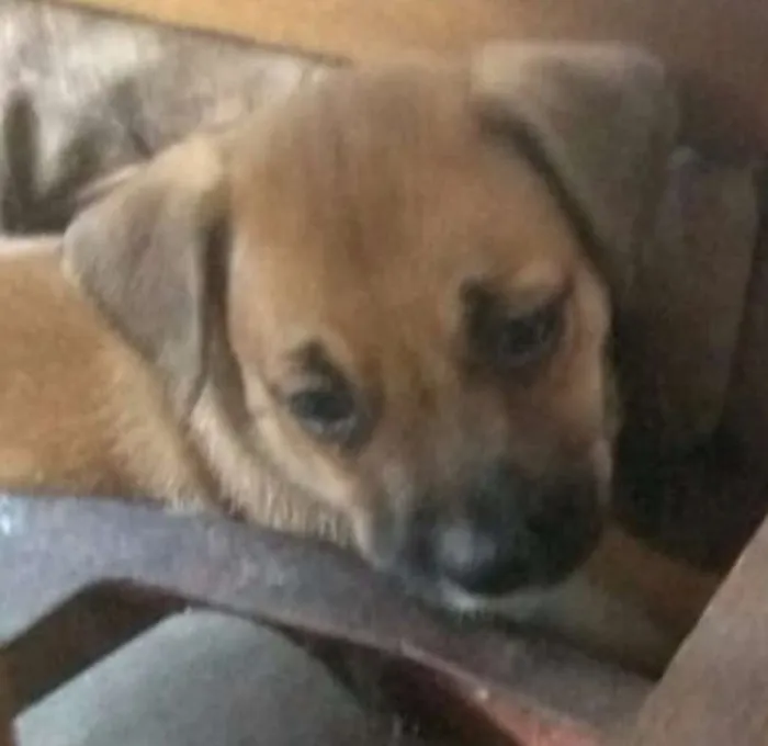 Cachorro ra a SRD idade 2 a 6 meses nome Sem Nome